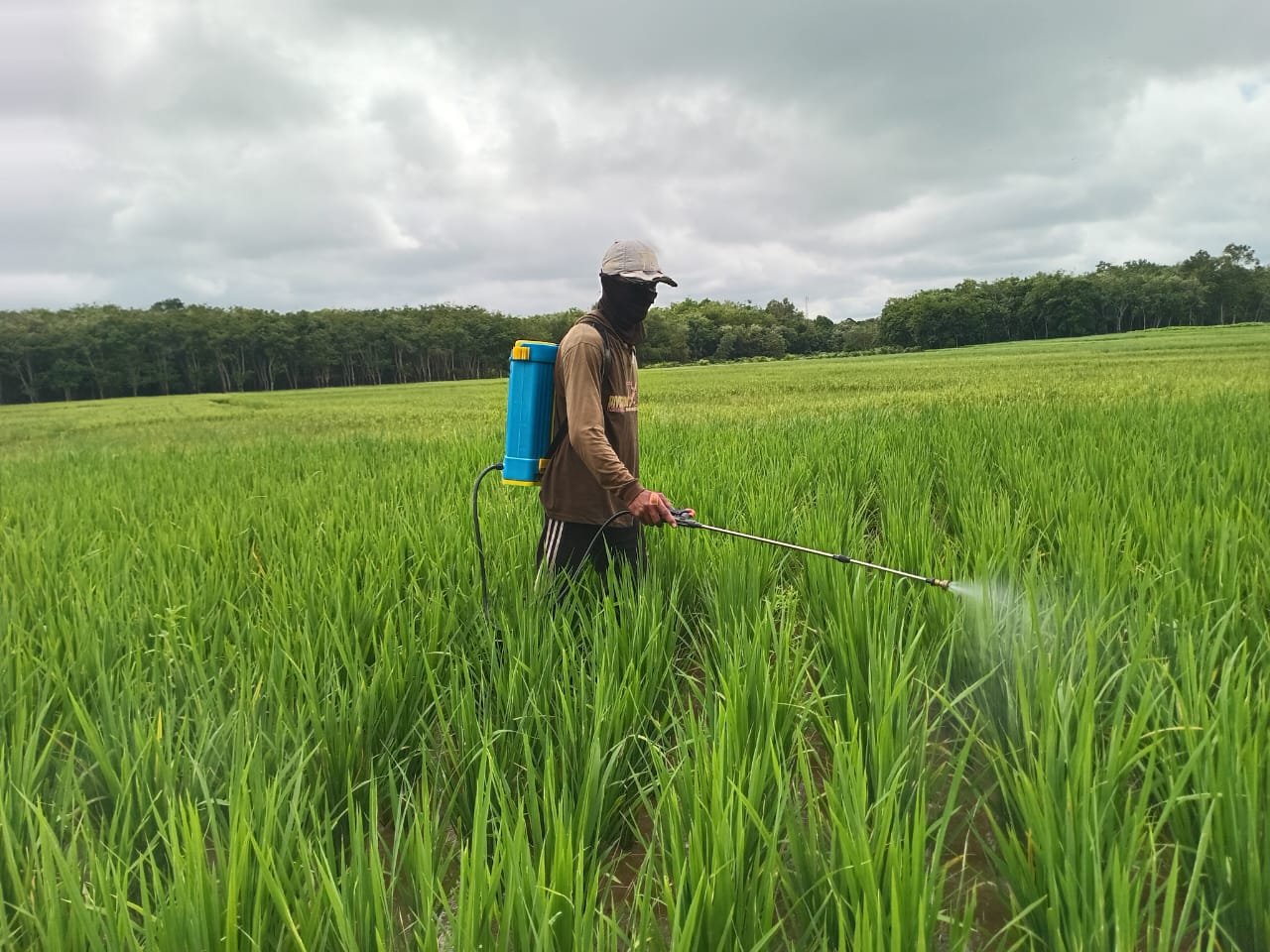 Khabar Petani